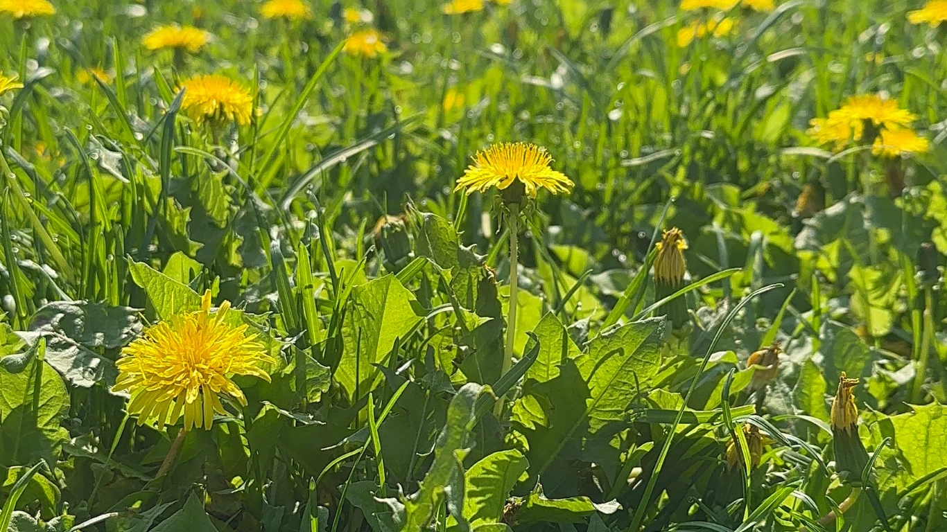 Why You Need Dandelion in Your Herbal Medicine Cabinet
