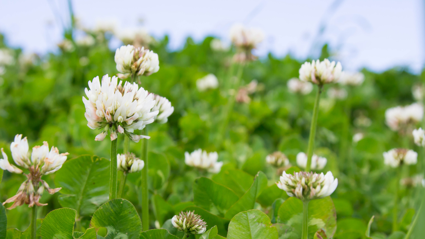 White Clover Medicine: Summer Magic, Folk Uses, and Recipes