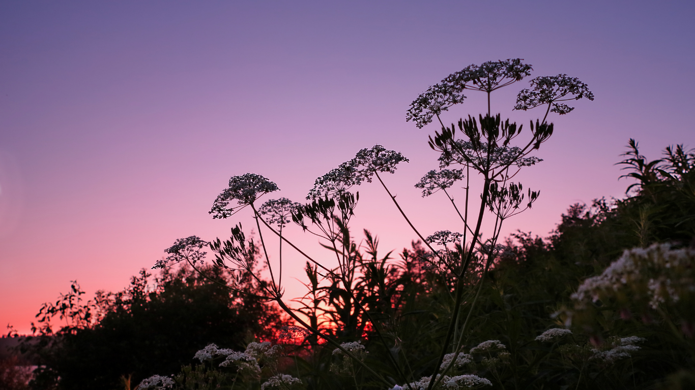 Seasonal Herbalism: Honoring the First Harvest with Plant Allies